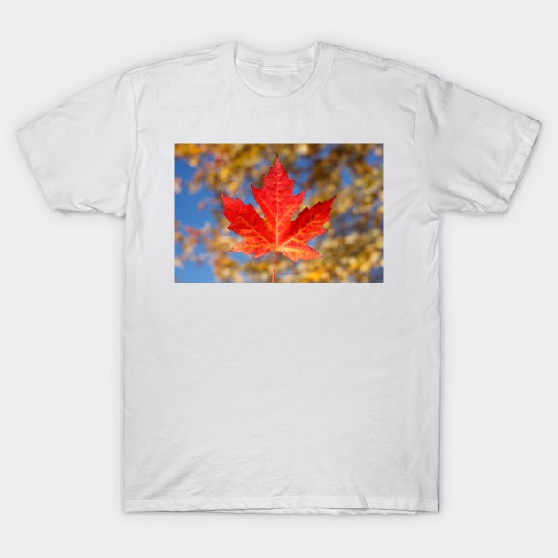 Red maple leaf and blue sky, Germany T-Shirt by Kruegerfoto